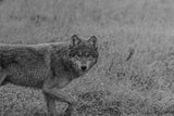 The Wolf Is A Mirror
