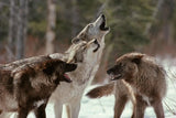 Encouraging Coexistence