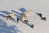 Old Wolf’s Tale